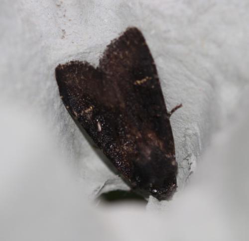 Aporophyla nigra